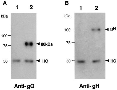 FIG. 5.