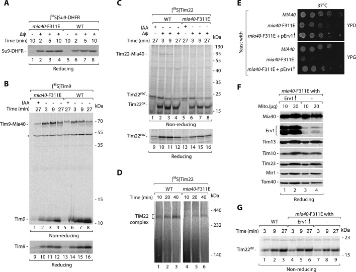 FIGURE 4: