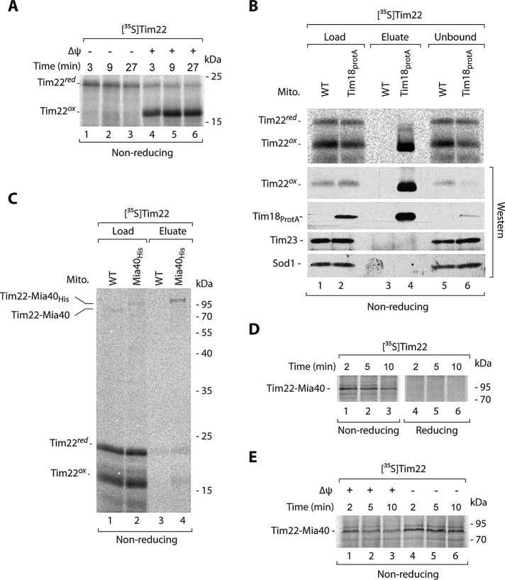 FIGURE 2: