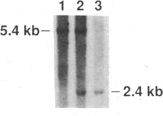 graphic file with name pnas00280-0345-a.jpg