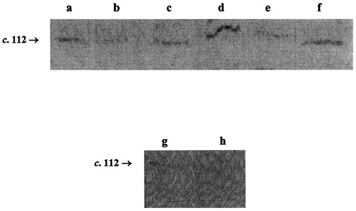 FIG. 7.