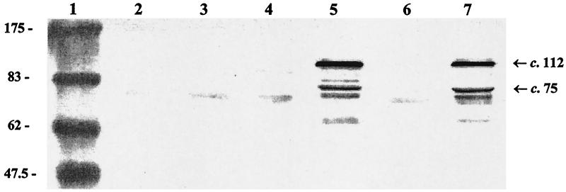 FIG. 5.