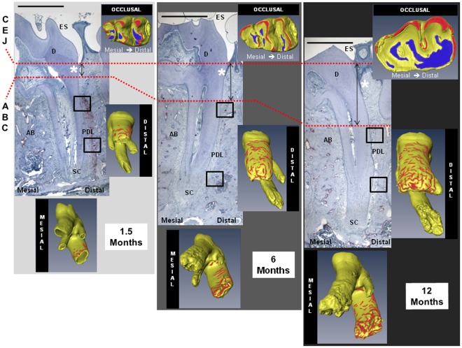 Age-Related Adaptation of Bone-PDL-Tooth Complex: Rattus-Norvegicus as ...