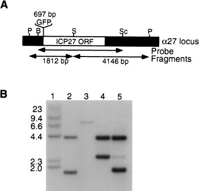 FIG. 7