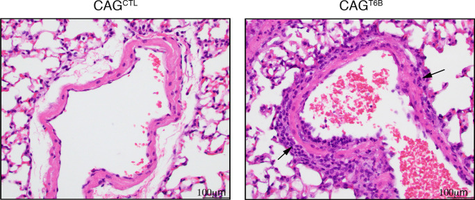 Figure 6—figure supplement 2.