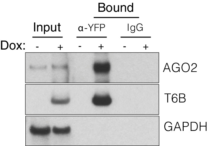 Figure 2—figure supplement 3.