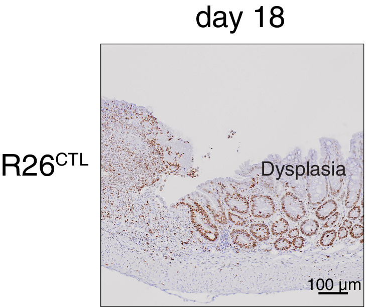 Figure 4—figure supplement 2.