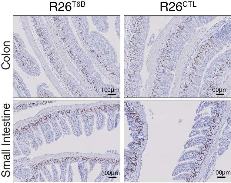 Figure 3—figure supplement 3.