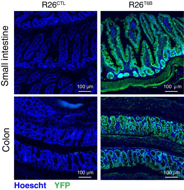 Figure 3—figure supplement 2.