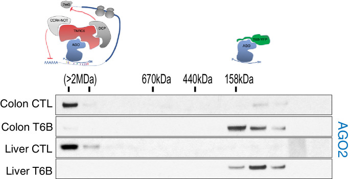 Figure 2—figure supplement 4.