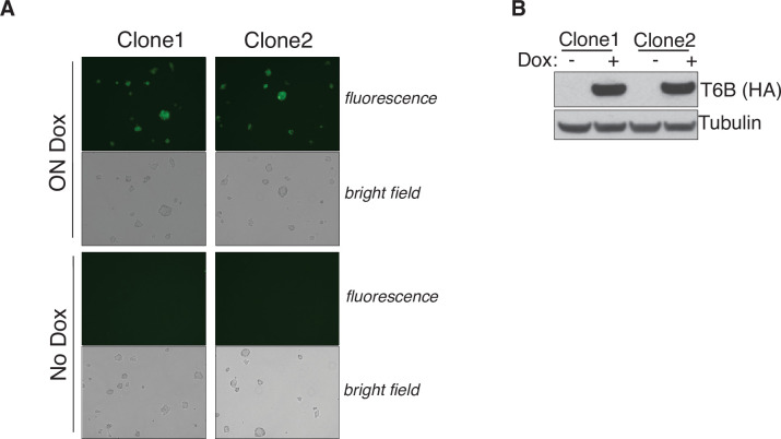 Figure 2—figure supplement 1.