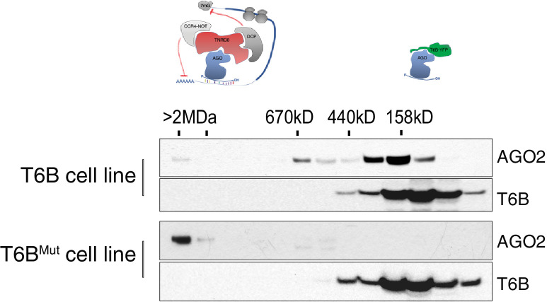 Figure 1—figure supplement 2.