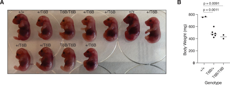 Figure 3—figure supplement 1.