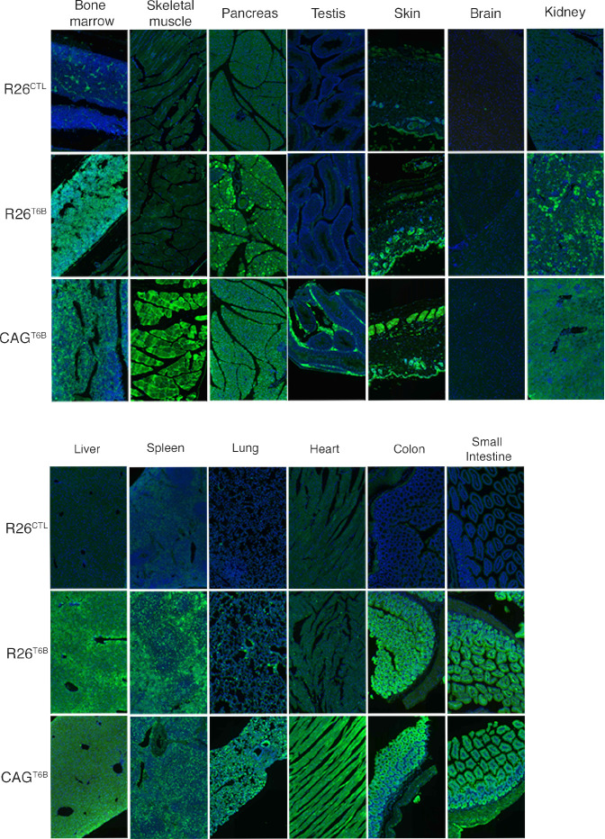 Figure 2—figure supplement 2.