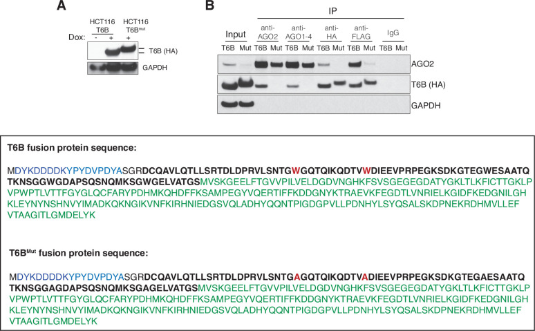 Figure 1—figure supplement 1.