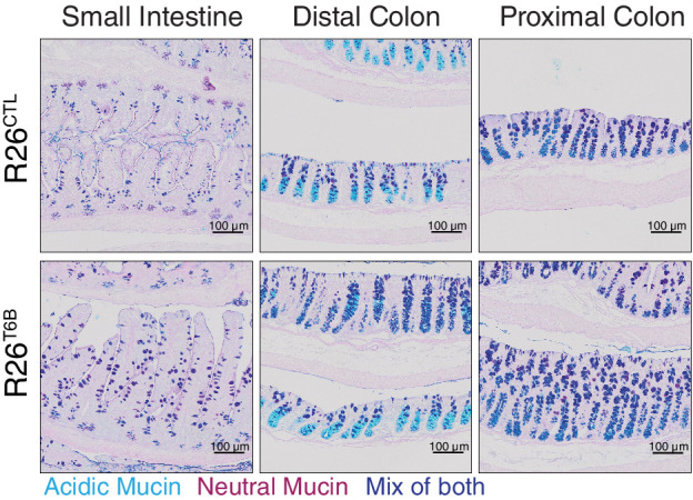 Figure 3—figure supplement 4.