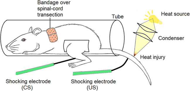 Fig. 6