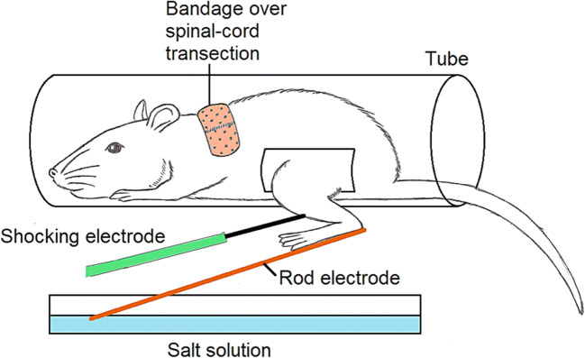 Fig. 7