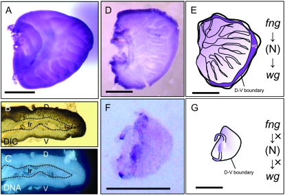 Figure 5.—