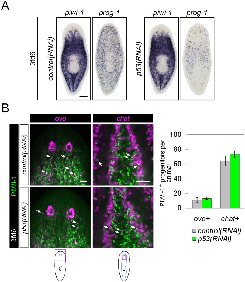 Figure 6—figure supplement 2.