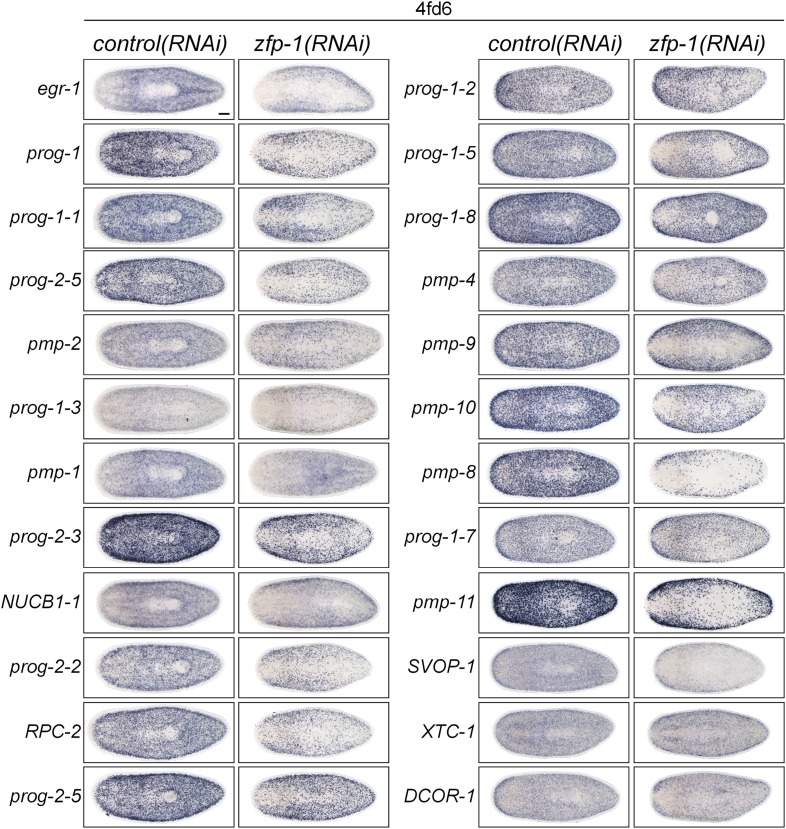 Figure 2—figure supplement 4.