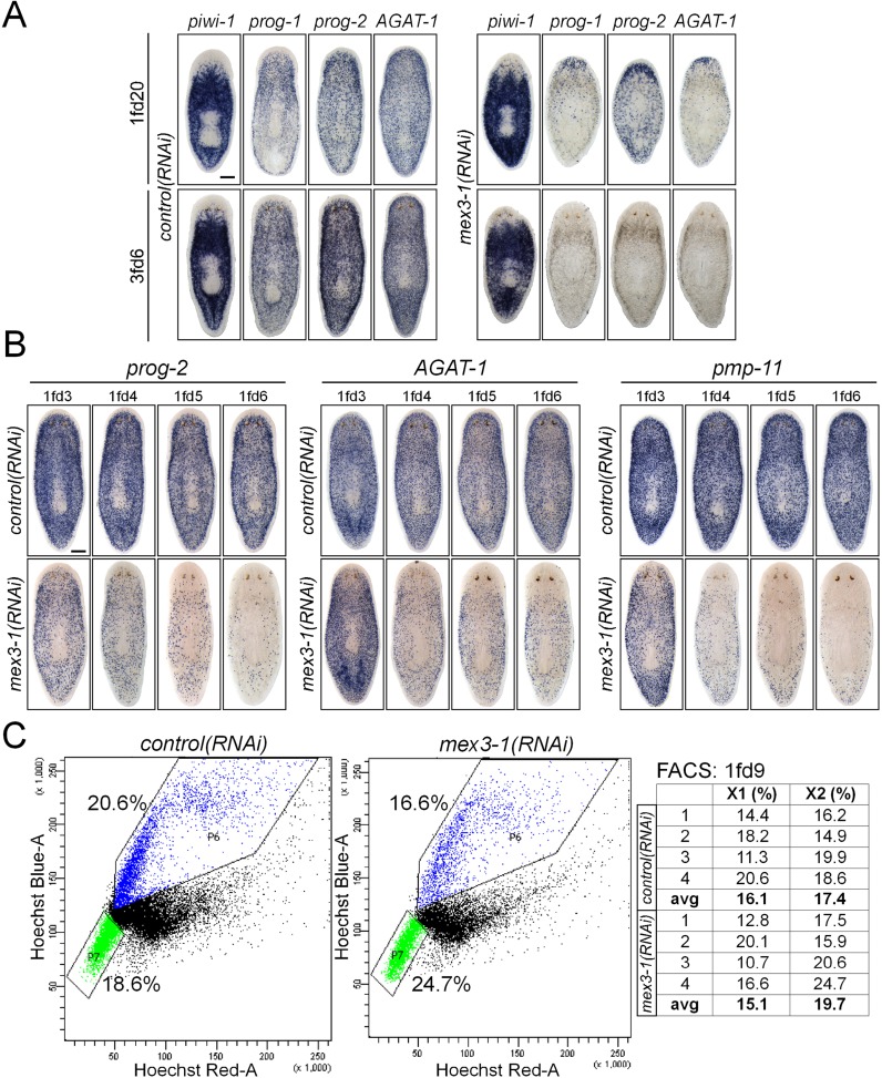 Figure 4—figure supplement 1.