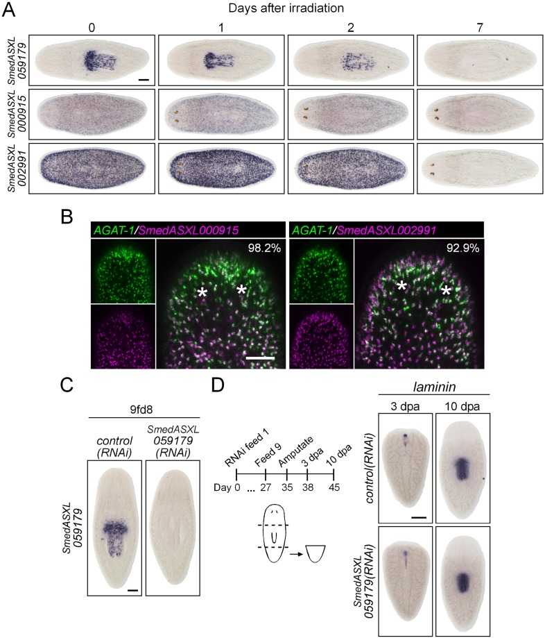 Figure 7—figure supplement 2.