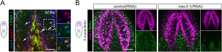 Figure 6—figure supplement 1.