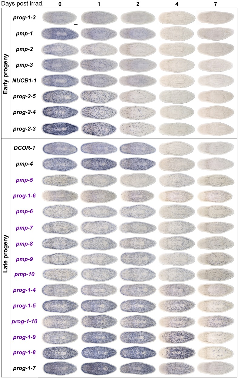 Figure 2—figure supplement 2.