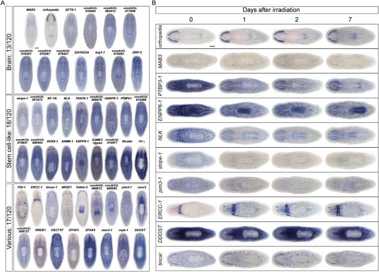 Figure 2—figure supplement 1.