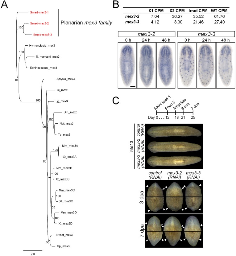 Figure 3—figure supplement 1.