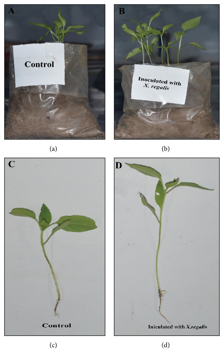 Figure 7