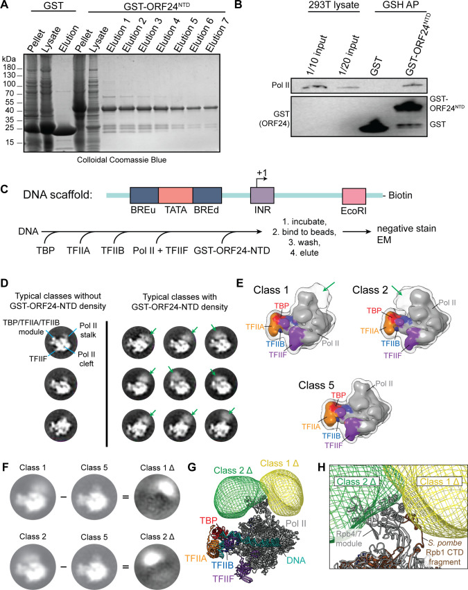 Fig 4