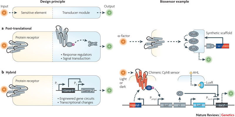 Box 3 | Synthetic biosensors: post-translational and hybrid architectures and examples