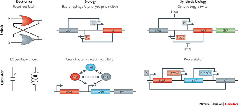 Box 1 | Early synthetic biology designs: switches and oscillators