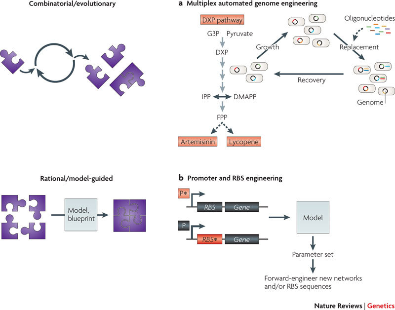 Box 5 | Controlling metabolic flux: evolutionary strategies and rational design