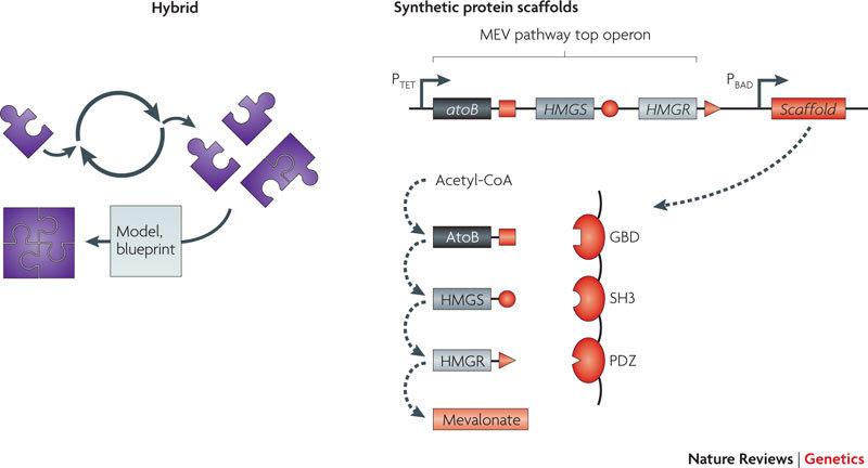 Box 6 | Controlling metabolic flux: hybrid approaches