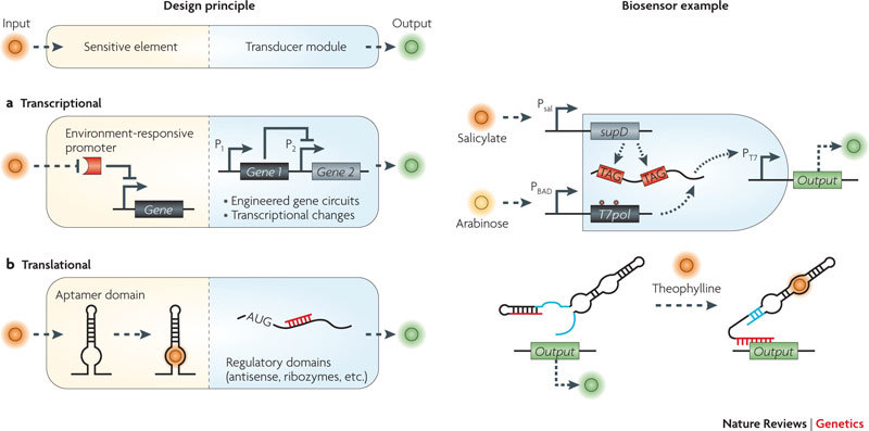 Box 2 | Synthetic biosensors: transcriptional and translational architectures and examples