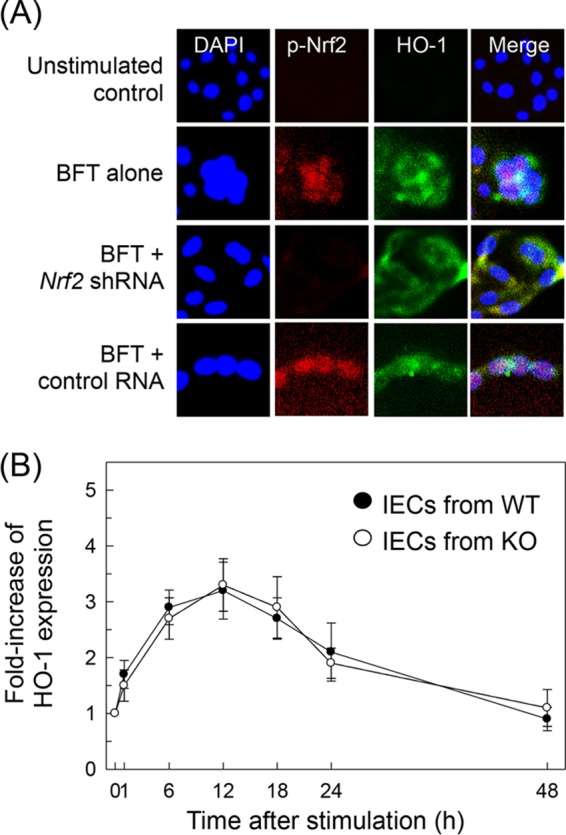 FIG 6