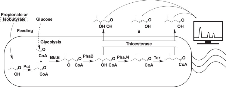 FIG 1