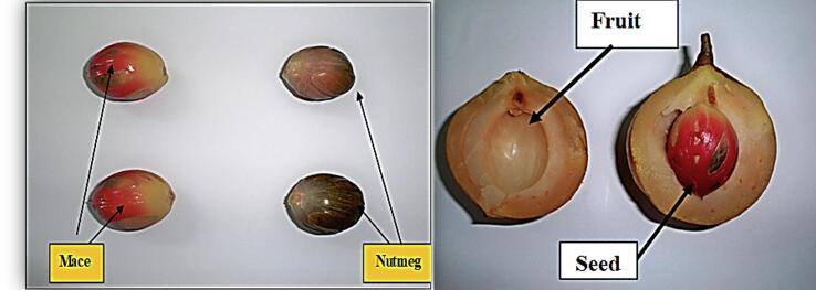 Fig. 2