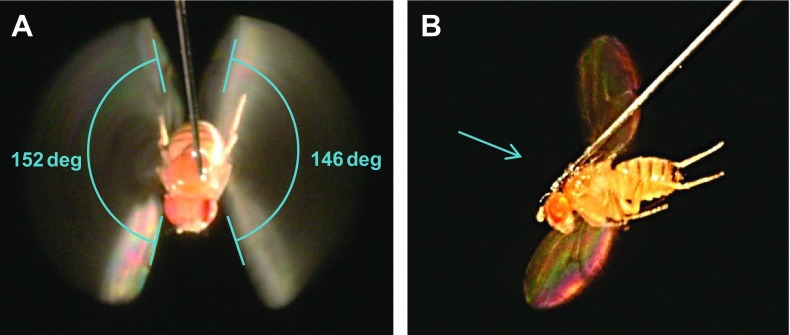 Fig. 5.