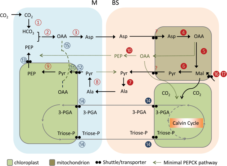 Fig. 5.