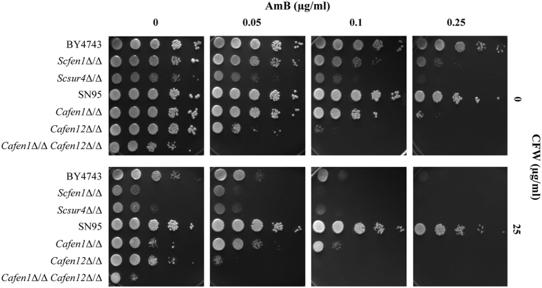 Figure 5