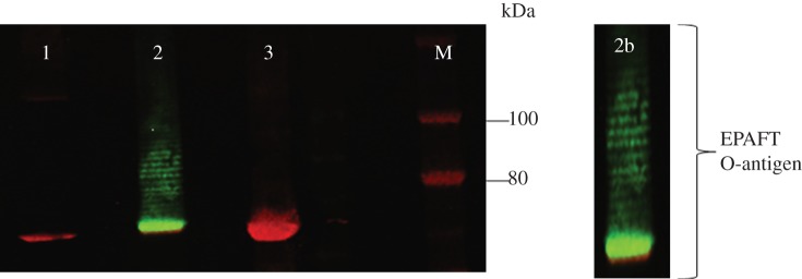 Figure 3.