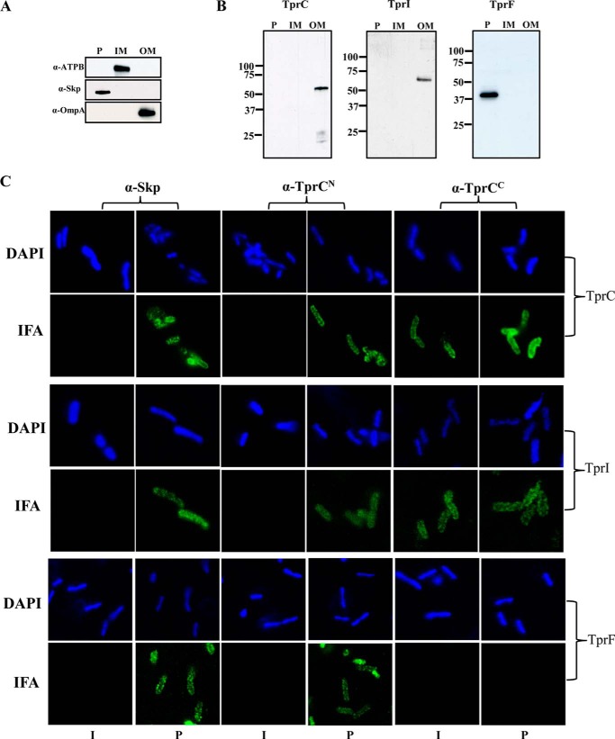 FIGURE 11.