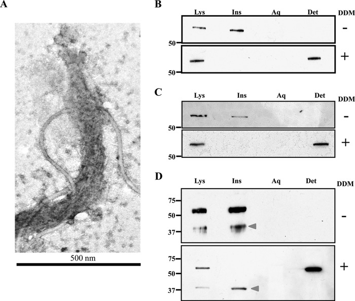 FIGURE 10.