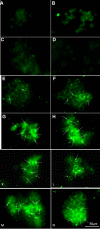 Figure 13