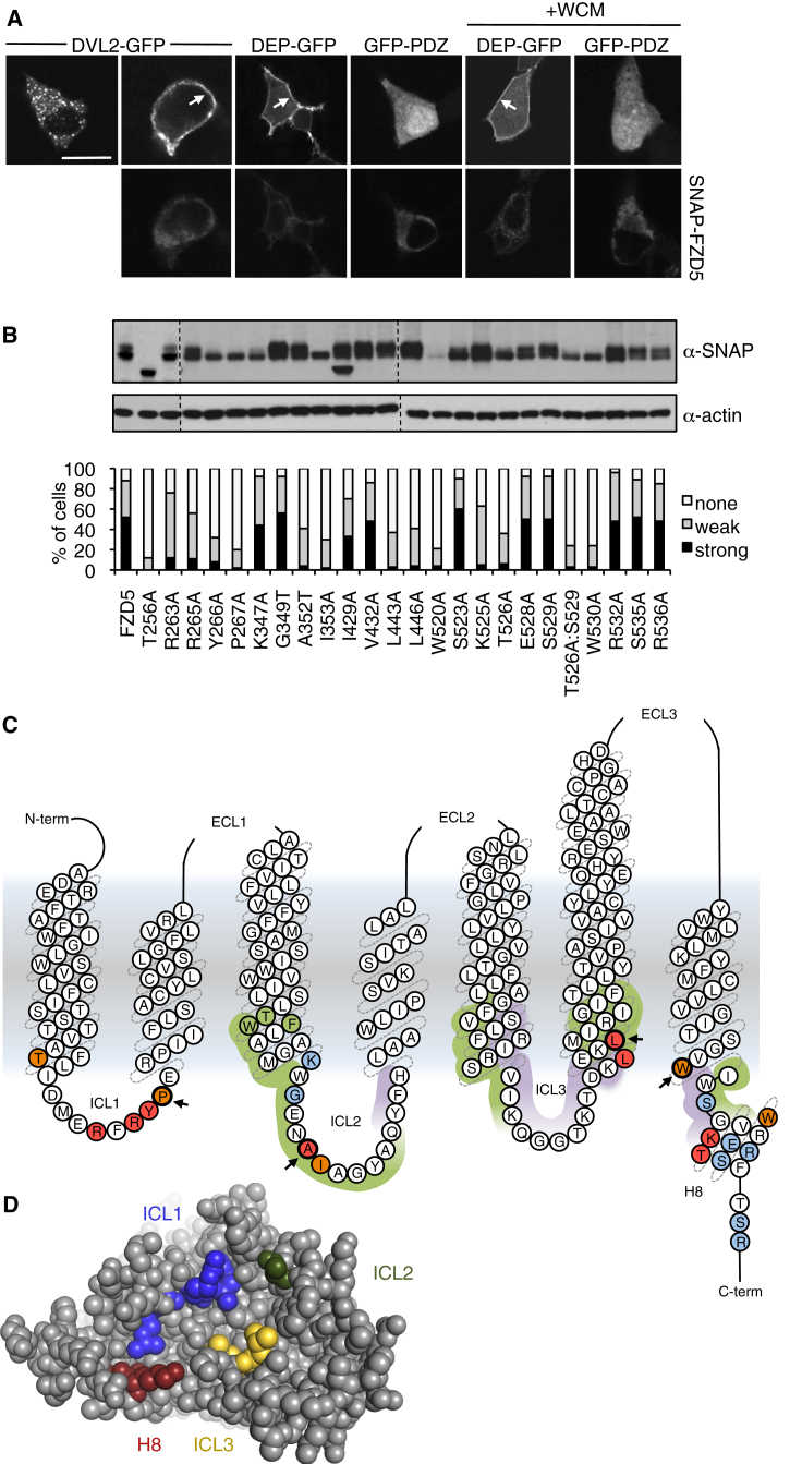 Figure 5