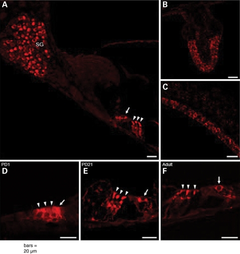 Figure 3.